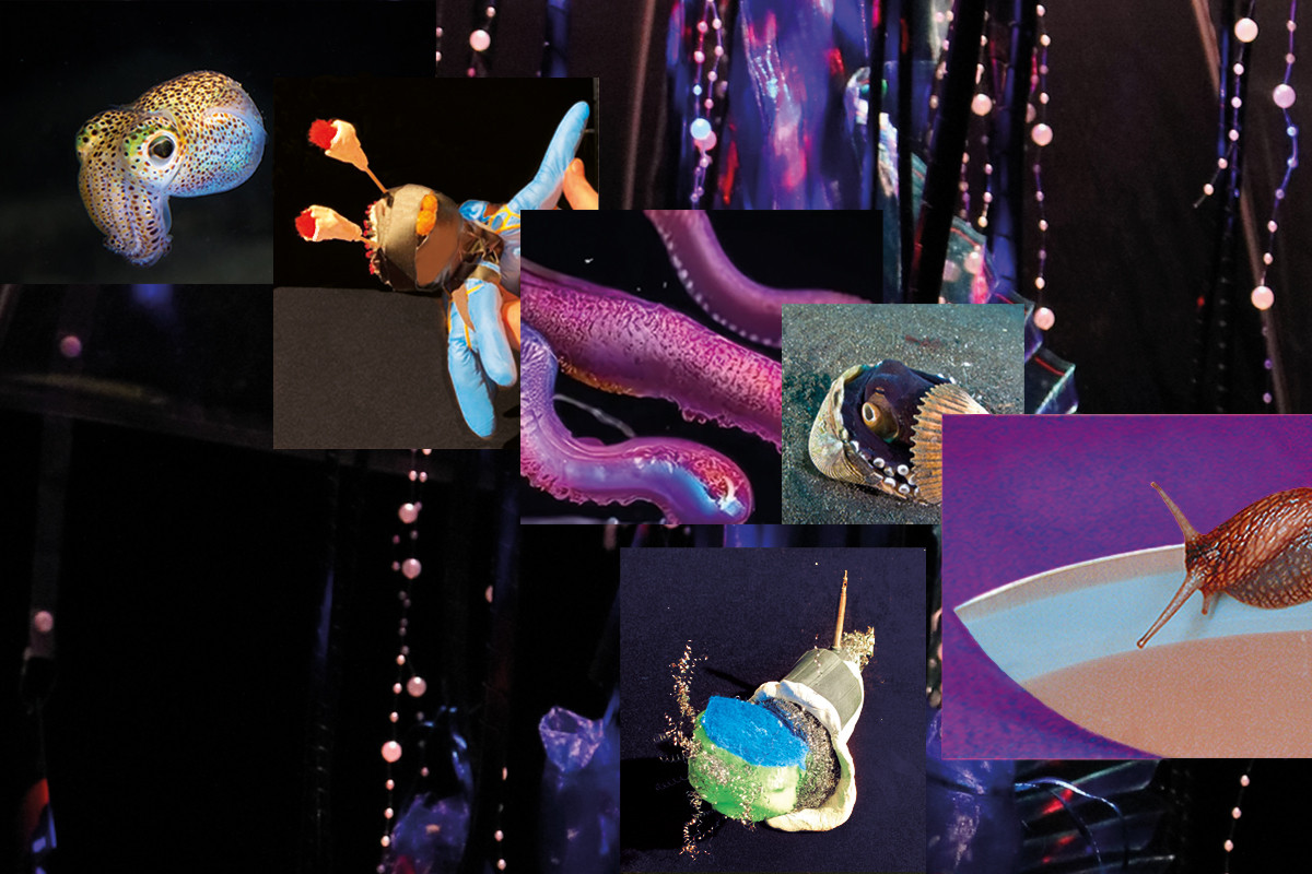 Eine Collage aus echten und gebastelten Weichtieren